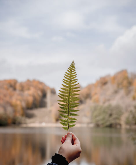 About Leaf